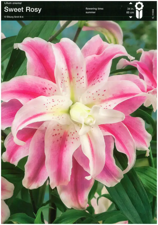 Bulbi-de-Crini-Parfumati-Sweet-Rosy-1245 Bulbi de Crini Sweet Rosy 1