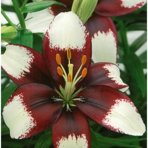 Bulbi de Crini Tiny Padhye 1