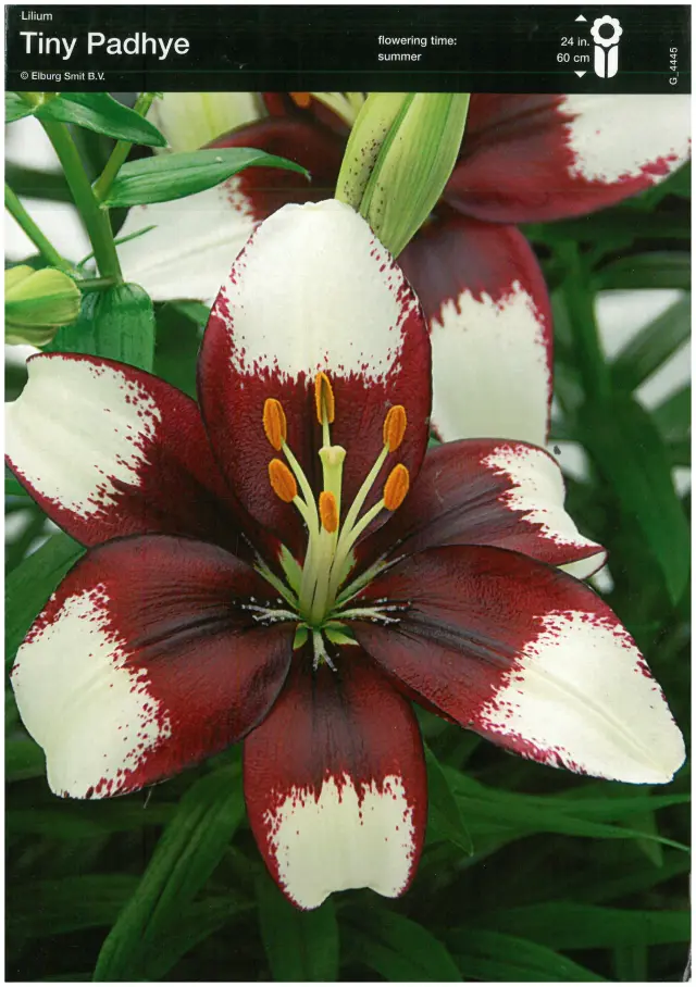 Bulbi de Crini Tiny Padhye 1