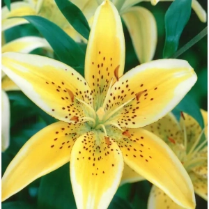 Bulbi de Crini Yellow Electric 1