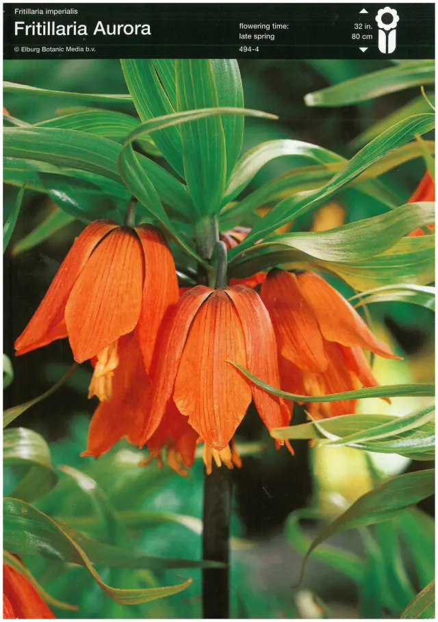 Bulbi-de-Fritillaria-Aurora Bulbi de Fritillaria Aurora 1