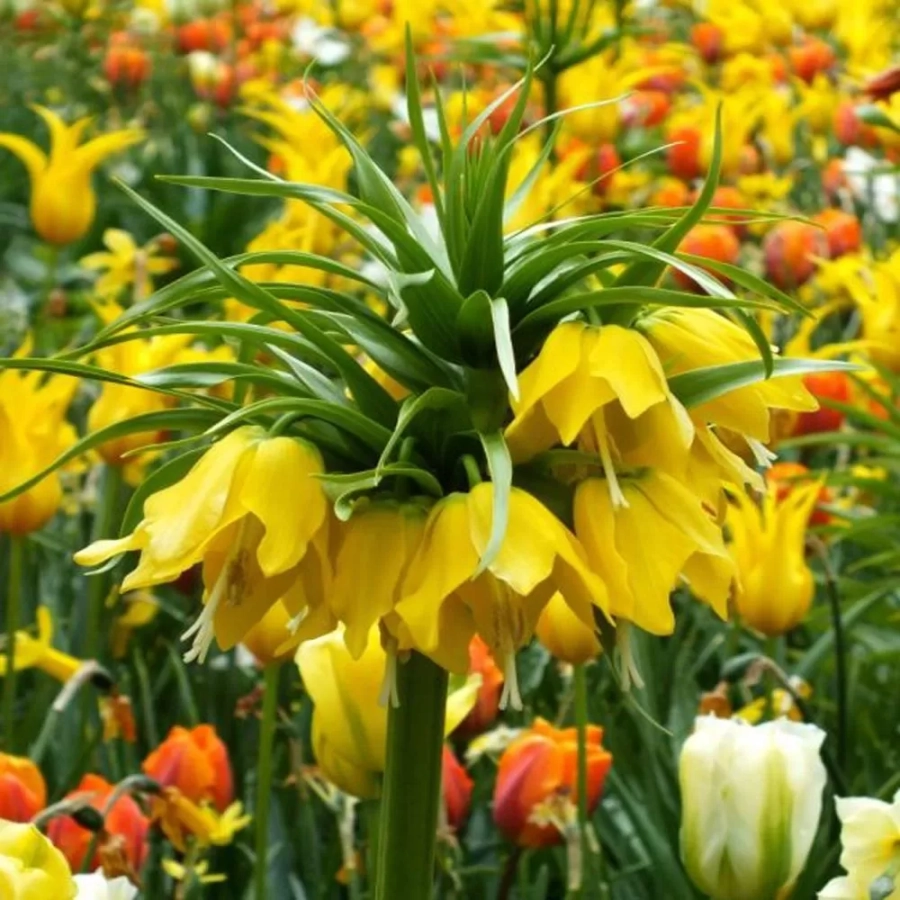 Bulbi-de-Fritillaria-Lutea Bulbi de Fritillaria Lutea 1