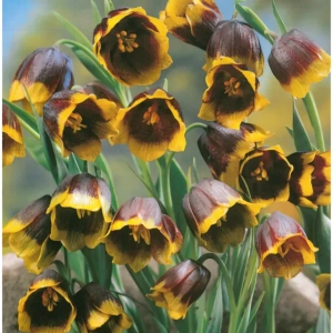 Bulbi de Fritillaria Michailovskyi 1