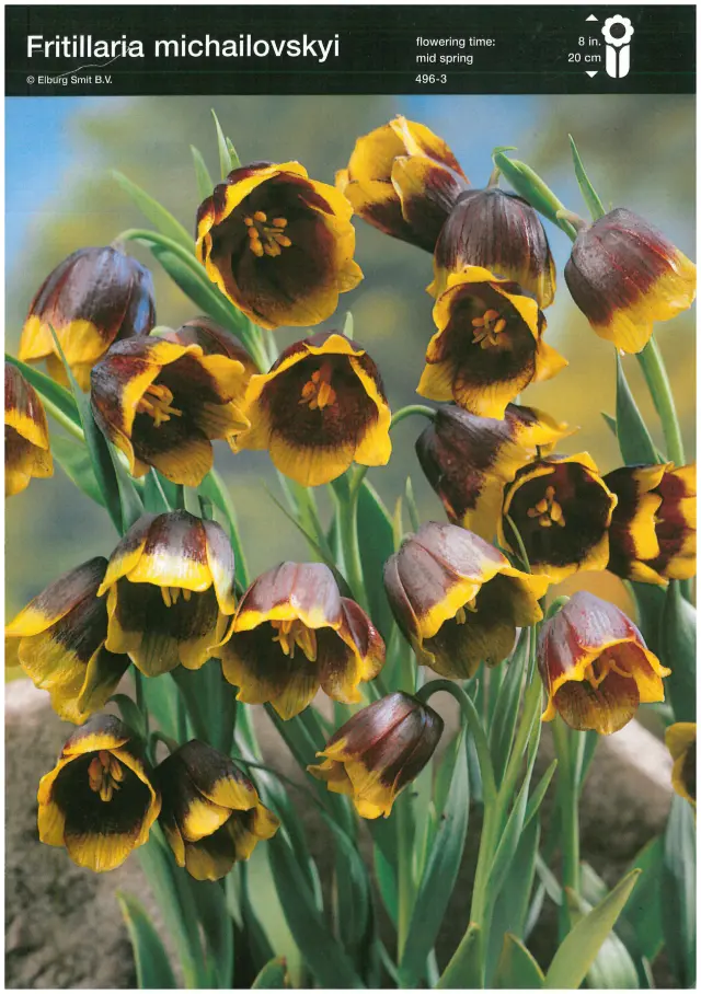 Bulbi de Fritillaria Michailovskyi 1