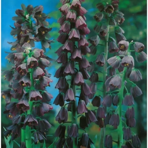 Bulbi de Fritillaria Persica 1