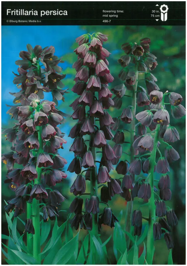 Bulbi-de-Fritillaria-Persica Bulbi de Fritillaria Persica 1