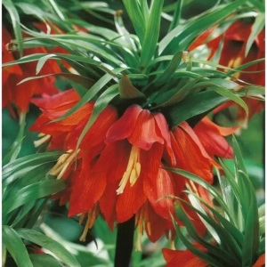 Bulbi de Fritillaria Rubra Maxima 1