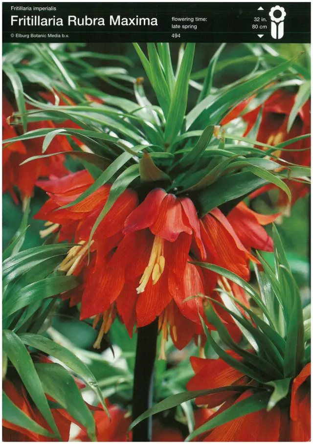 Bulbi-de-Fritillaria-Rubra-Maxima Bulbi de Fritillaria Rubra Maxima 1