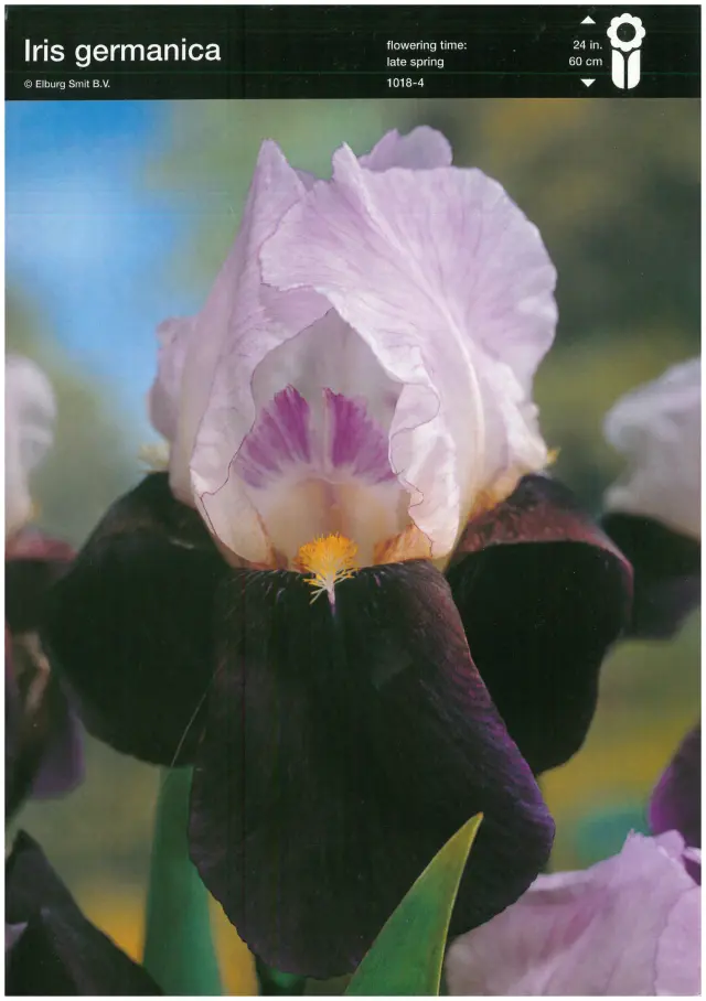 Bulbi-de-Iris-Germanica-Black-White Rizomi de Iris Germanica Black/White 1