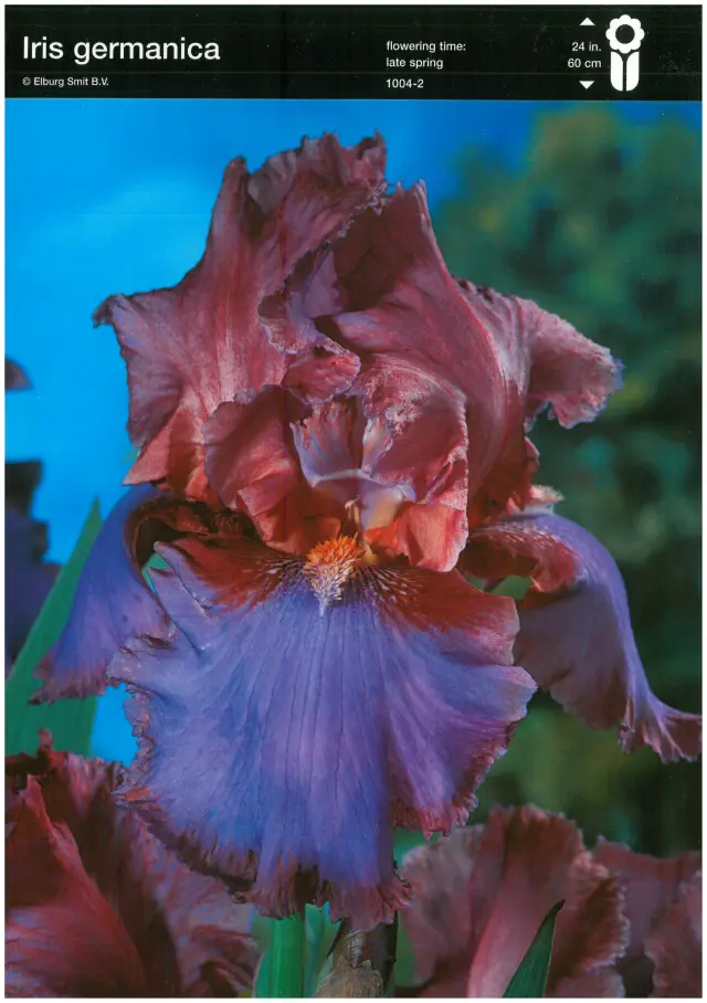 Bulbi-de-Iris-Germanica-Blue-Red Rizomi de Iris Germanica Blue/Red 1