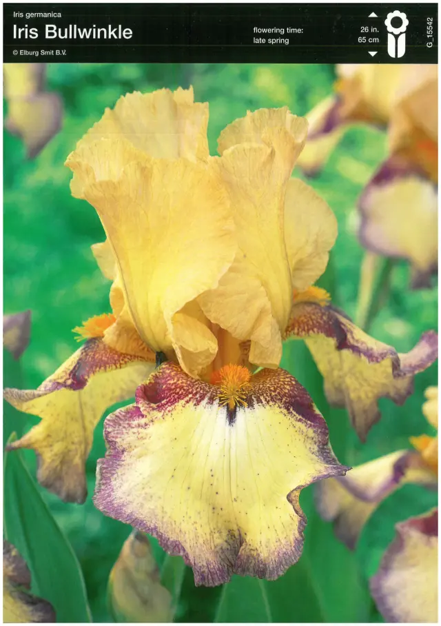 Bulbi-de-Iris-Germanica-Bullwinkle Rizomi de Iris Germanica Bullwinkle 1