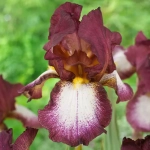 Rizomi de Iris Germanica Crinoline 1