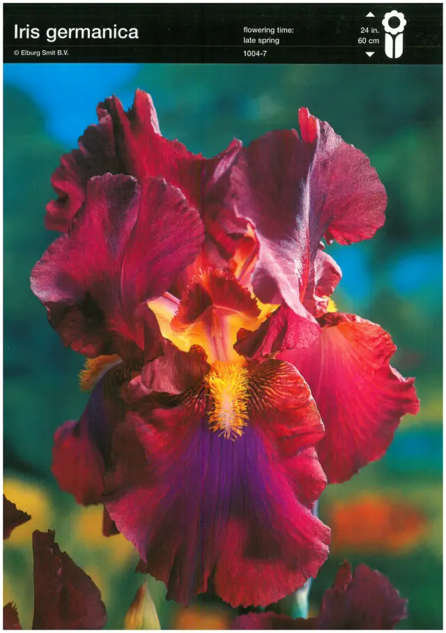 Rizomi de Iris Germanica Deep Red 1