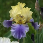 Rizomi de Iris Germanica Edith Wolford 1