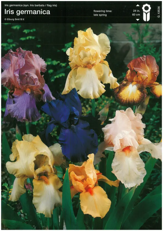 Bulbi-de-Iris-Germanica-Mixt Rizomi de Iris Germanica Mix 1 1