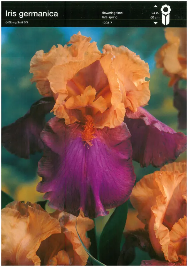 Bulbi-de-Iris-Germanica-Purple-Orange Rizomi de Iris Germanica Purple/Orange 1