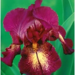 Rizomi de Iris Germanica Attention Please 1