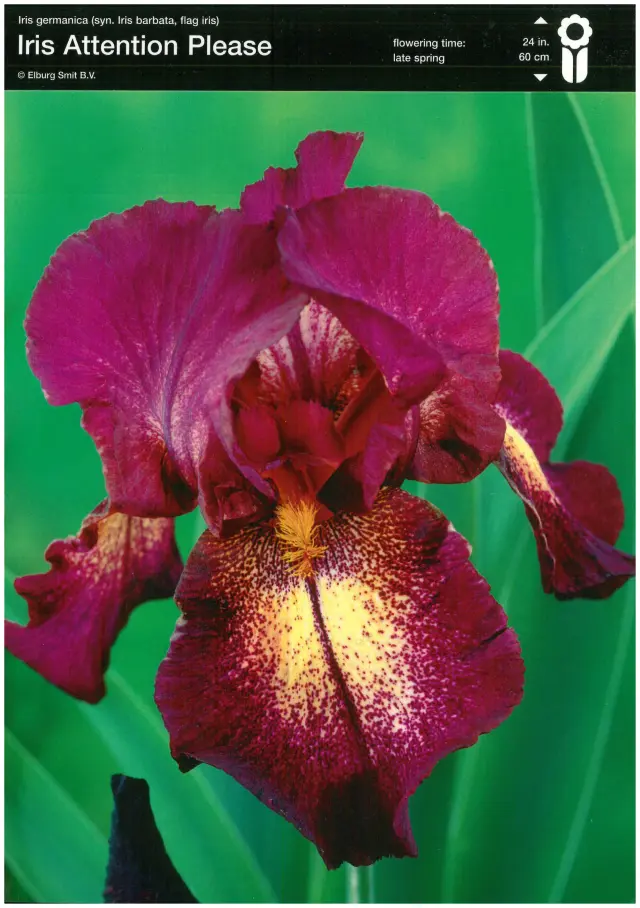 Rizomi de Iris Germanica Attention Please 1