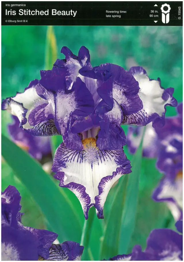 Bulbi-de-Iris-Germanica-Stitched-Beauty Rizomi de Iris Germanica Stitched Beauty 1