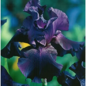 Rizomi de Iris Germanica Superstition 1