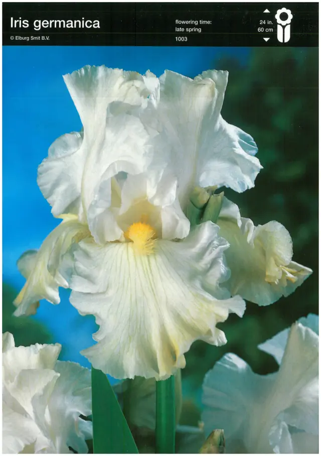 Bulbi-de-Iris-Germanica-White-Ice Rizomi de Iris Germanica White Ice 1