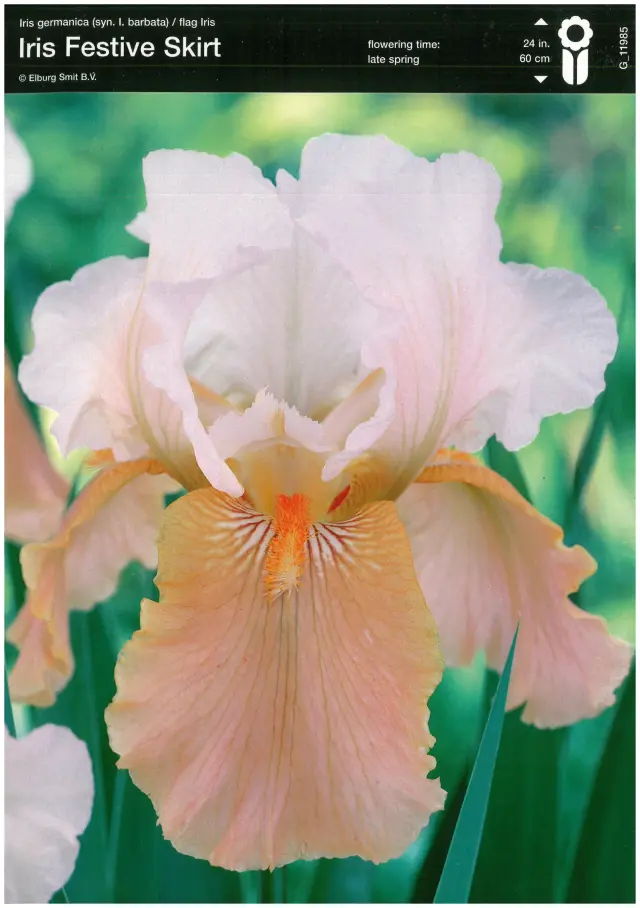 Bulbi-de-Iris-Germanica-White-Light-Orange-2748 Rizomi de Iris Germanica Festive Skirt 1