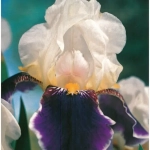 Rizomi de Iris Germanica White and Purple 1