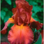 Rizomi de Iris Germanica Wild West 1