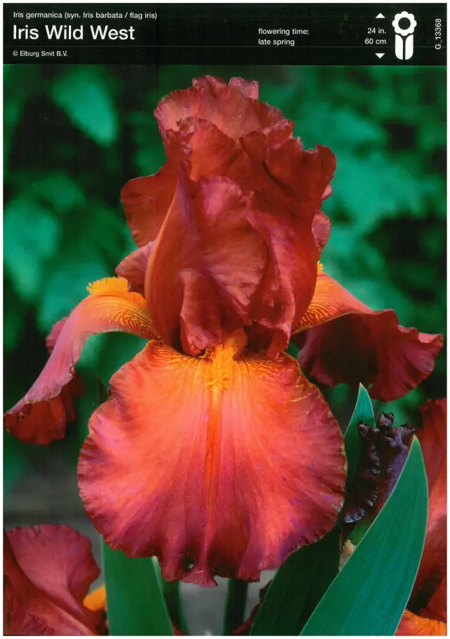 Bulbi-de-Iris-Germanica-Wild-West Rizomi de Iris Germanica Wild West 1