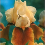 Rizomi de Iris Germanica Yellow/Brown 1
