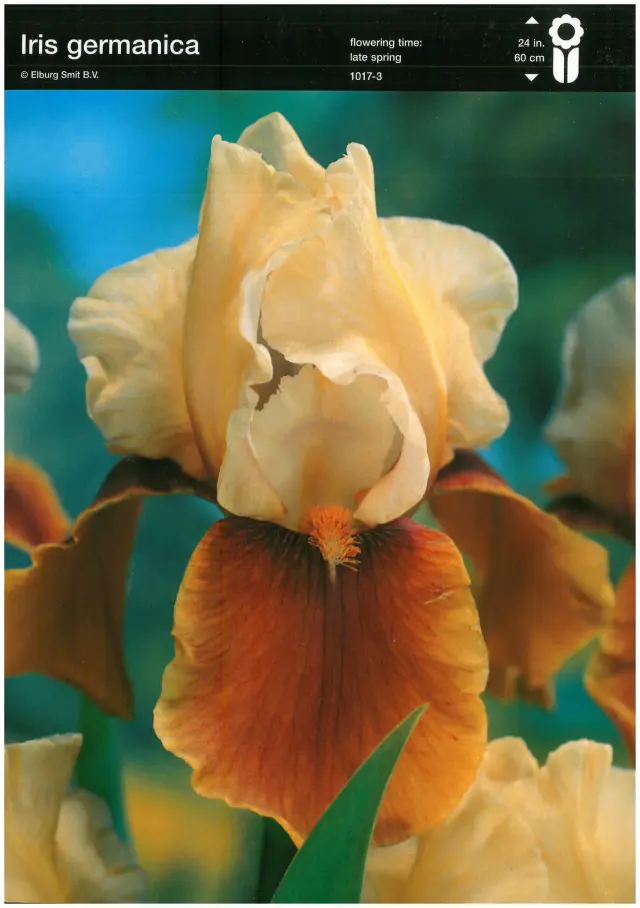 Bulbi-de-Iris-Germanica-Yellow-Brown Rizomi de Iris Germanica Yellow/Brown 1