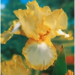 Rizomi de Iris Germanica Yellow 1