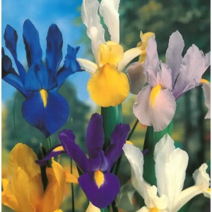 Bulbi de Iris Olandez Mix 1 1