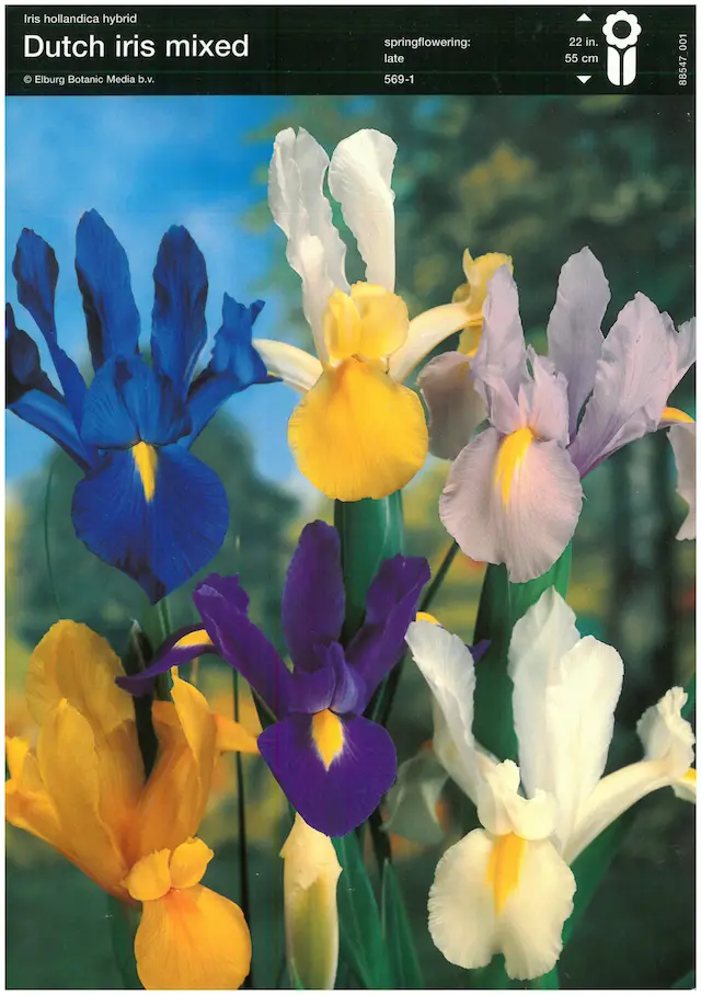 Bulbi de Iris Olandez Mix 1 1