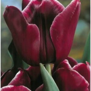 Bulbi de Lalele African Queen (12 cm +) 1