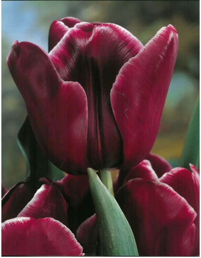 Bulbi-de-Lalele-African-Queen-9734 Bulbi de Lalele African Queen (12 cm +) 1