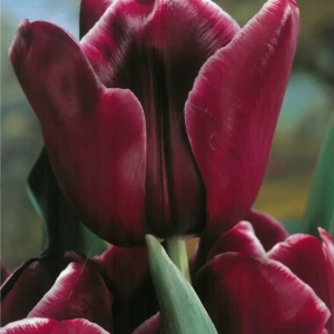 Bulbi de Lalele African Queen 1