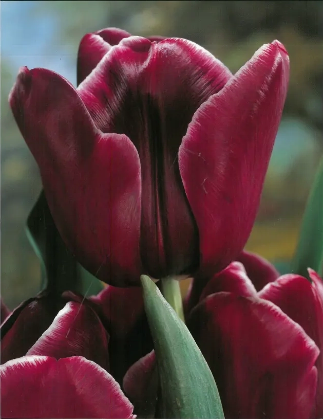 Bulbi de Lalele African Queen 1