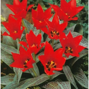 Bulbi de Lalele Ali Baba (12 cm +) 1