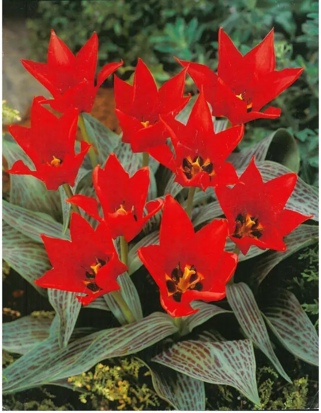 Bulbi de Lalele Ali Baba (12 cm +) 1