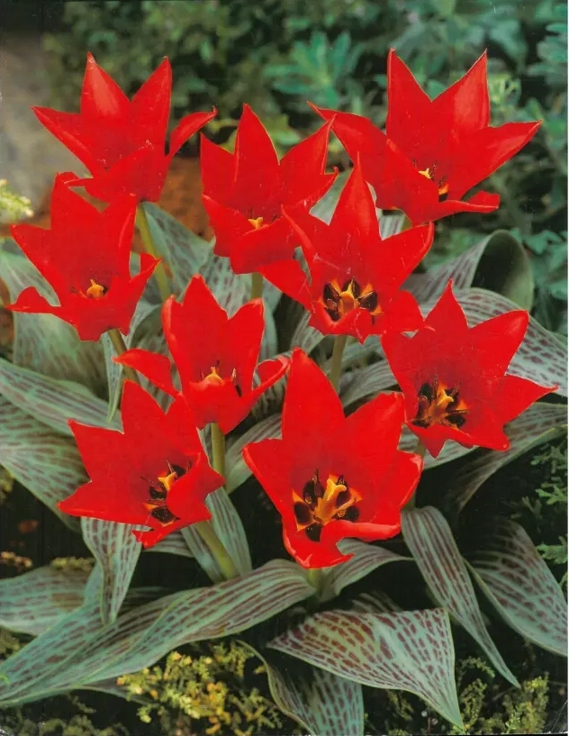 Bulbi de Lalele Ali Baba 1