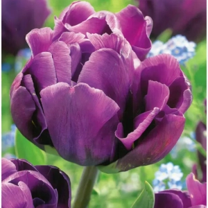 Bulbi de Lalele Alicante (12 cm +) 1