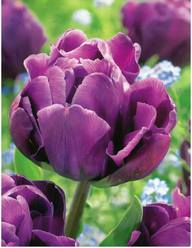 Bulbi de Lalele Alicante (12 cm +) 1