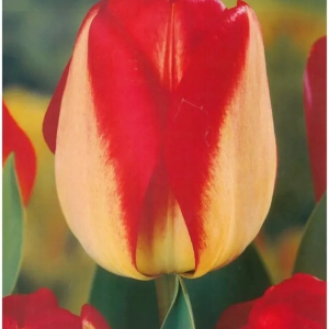 Bulbi de Lalele American Dream (12 cm +) 1