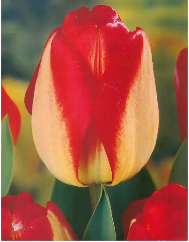 Bulbi de Lalele American Dream (12 cm +) 1