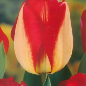 Bulbi de Lalele American Dream 1