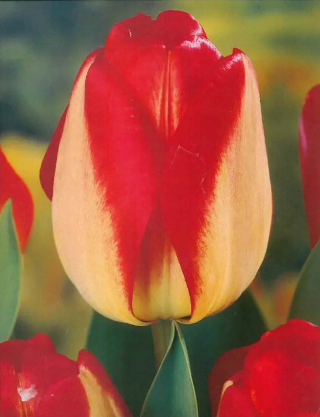 Bulbi-de-Lalele-American-Dream Bulbi de Lalele American Dream 1