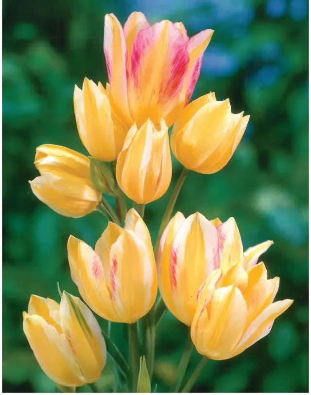 Bulbi de Lalele Antoinette (12 cm +) 1