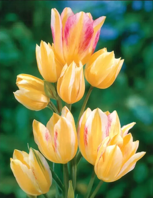 Bulbi-de-Lalele-Antoinette Bulbi de Lalele Antoinette 1