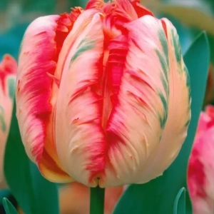 Bulbi de Lalele Apricot Parrot 1